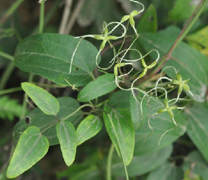 毛茛科威灵仙clematischinensisosbeck